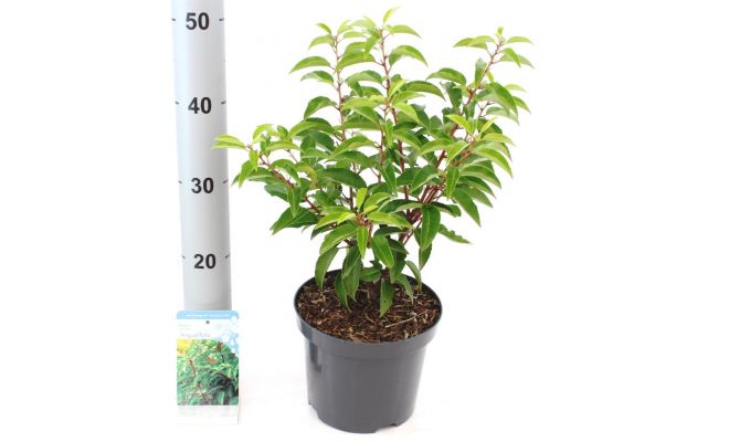 Prunus lusitanica 'Angustifolia, pot 19 cm, h 45 cm - afbeelding 1