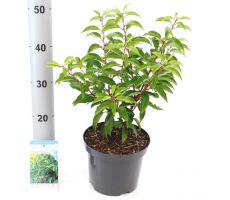 Prunus lusitanica 'Angustifolia, pot 19 cm, h 45 cm - afbeelding 1