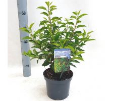 Prunus lusitanica 'Angustifolia, pot 19 cm, h 45 cm - afbeelding 2