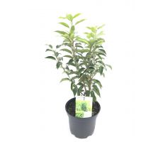 Prunus lusitanica 'Angustifolia, pot 19 cm, h 45 cm - afbeelding 3