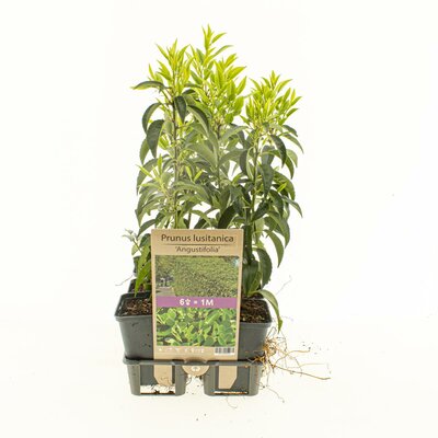 Prunus lusitanica 'Angustifolia' 6-pack P9 - afbeelding 1