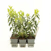 Prunus lusitanica 'Angustifolia' 6-pack P9 - afbeelding 2