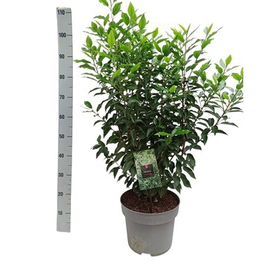 Prunus lusitanica 'Angustifolia', pot 19 cm, h 120 cm