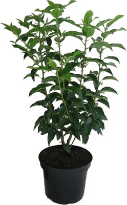Prunus lusitanica 'Angustifolia, pot 19 cm, h 50 cm