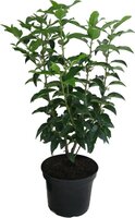 Prunus lusitanica 'Angustifolia, pot 19 cm, h 50 cm