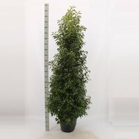 Prunus lusitanica 'Angustifolia' pot 32 cm, h 145 cm