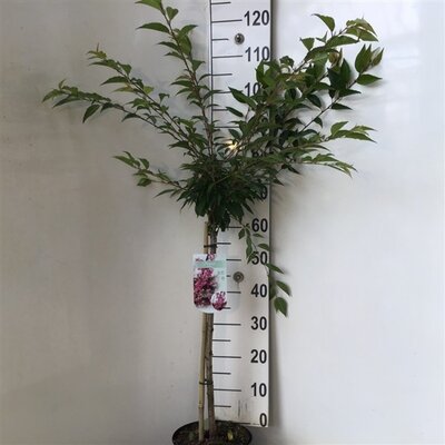 prunus okame, op stam, pot 26 cm, h 160 cm - afbeelding 1