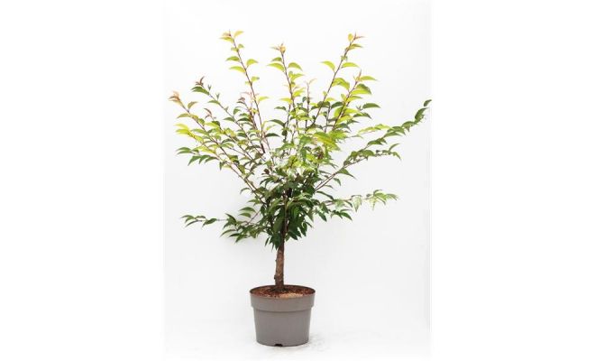 Prunus okame, pot 26 cm, h 100 cm