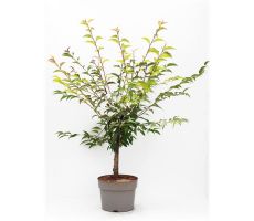 Prunus okame, pot 26 cm, h 100 cm