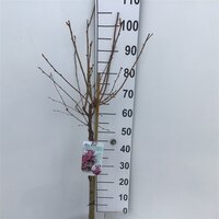 prunus okame, op stam, pot 26 cm, h 160 cm - afbeelding 2