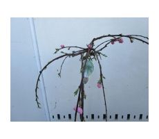 Prunus Persica Melred