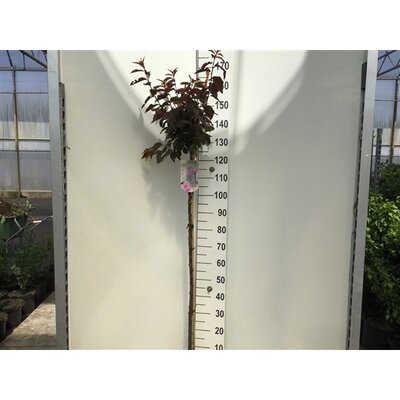prunus persicoides spring glow, op stam, pot 26 cm, h 180 cm
