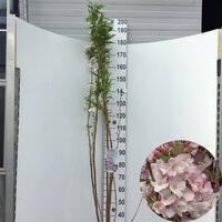 Prunus serrulata Amanogawa, pot 26 cm, h 175 cm