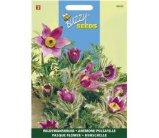 Pulsatilla anemone vulgaris 0.1g - afbeelding 1