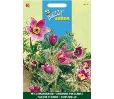 Pulsatilla anemone vulgaris 0.1g - afbeelding 2