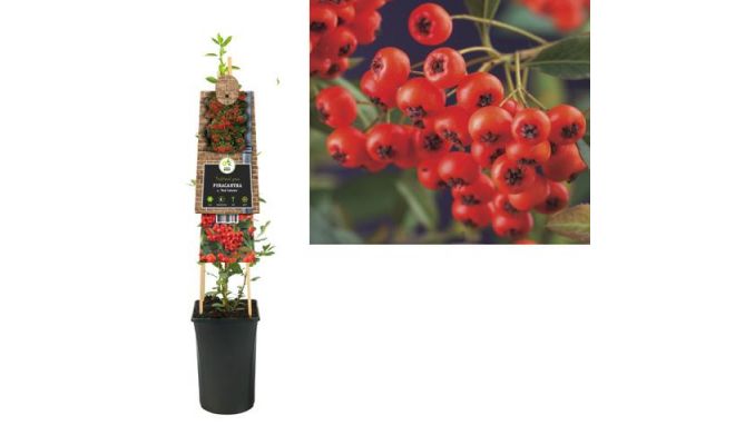 Pyracantha c. 'Red Column, klimplant in pot - afbeelding 1