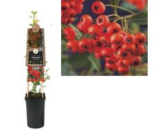 Pyracantha c. 'Red Column, klimplant in pot - afbeelding 1