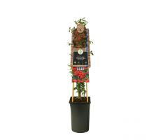 Pyracantha c. 'Red Column, klimplant in pot - afbeelding 2