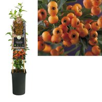 Pyracantha Golden Charmer, pot 17 cm, h 75 cm