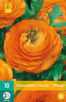 Ranunculus oranje 10 stuks