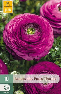 Ranunculus Paars, 10 stuks