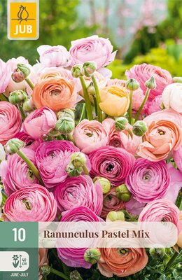 Ranunculus Pastel Mix, 10 stuks