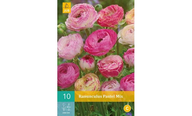 Ranunculus pastel mix 10st - afbeelding 1