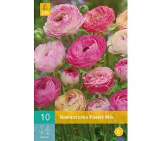 Ranunculus pastel mix 10st - afbeelding 3