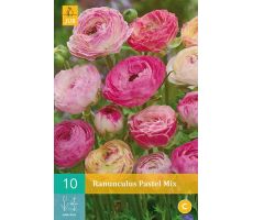 Ranunculus pastel mix 10st - afbeelding 3
