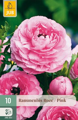 Ranunculus Roze, 10 stuks