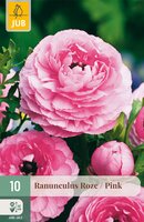 Ranunculus Roze, 10 stuks