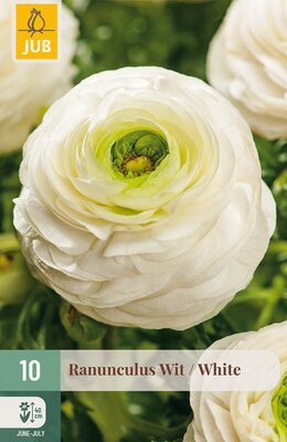 Ranunculus Wit, 10 stuks