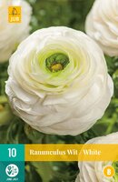 Ranunculus wit 10 stuks