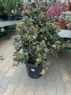 Rhaphiolepis umbellata "Ovata, pot 35 cm, h 110 cm