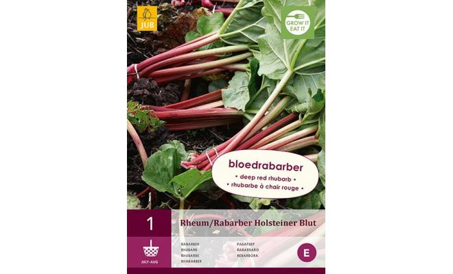 Rheum/rabarber holsteiner blut 1st - afbeelding 1