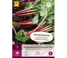 Rheum/rabarber holsteiner blut 1st - afbeelding 4