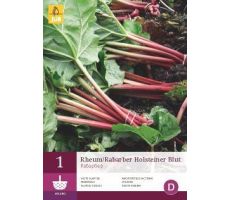 Rheum/rabarber holsteiner blut 1st - afbeelding 2