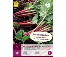 Rheum/rabarber holsteiner blut 1st - afbeelding 4