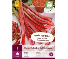 Rheum/rabarber red champagne 1st - afbeelding 4