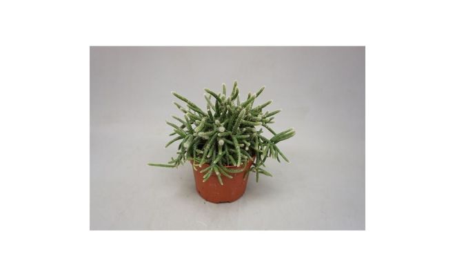 Rhipsalis Baccifera Horrida, pot 12 cm, h 22 cm