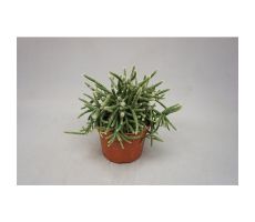 Rhipsalis Baccifera Horrida, pot 12 cm, h 22 cm