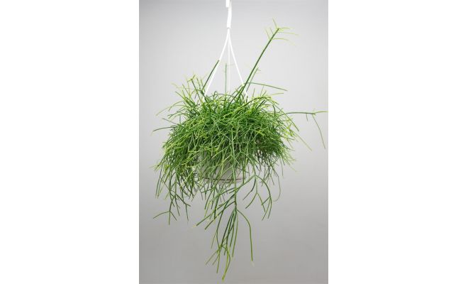 Rhipsalis Baccifera Oasis, hangpot 17 cm, h 25 cm