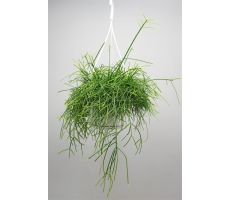 Rhipsalis Baccifera Oasis, hangpot 17 cm, h 25 cm