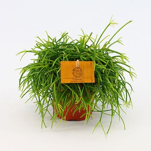 Rhipsalis cashero, pot 12 cm, h 20 cm