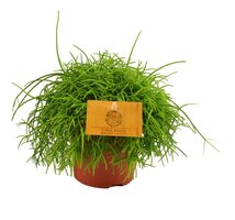 Rhipsalis cassutha, pot 10,5 cm, h 15 cm