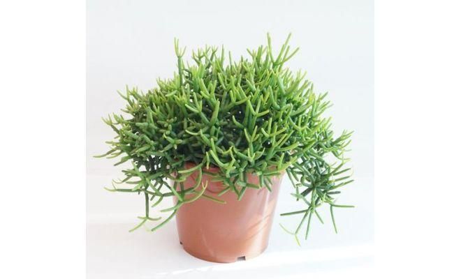 Rhipsalis Heteroclada Easy Clada (Hangplant), pot 14 cm, h 25 cm
