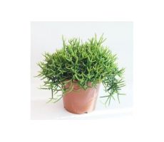 Rhipsalis Heteroclada Easy Clada (Hangplant), pot 14 cm, h 25 cm