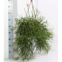 Rhipsalis heteroclada,p ot 17 cm, h 25 cm