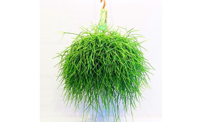 Rhipsalis Pulchra (Hangplant), pot 14 cm, h 35 cm