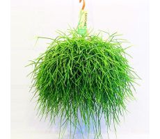 Rhipsalis Pulchra (Hangplant), pot 14 cm, h 35 cm